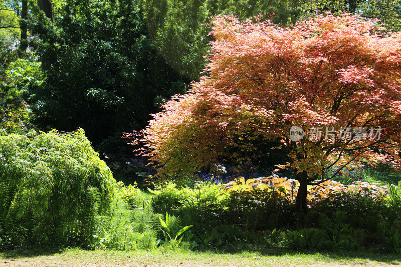 生长在花园阳光下的矮日本枫树(槭属/掌状槭属)